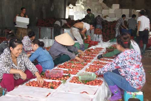 Перспективы экспорта вьетнамских фруктов многообещающие  - ảnh 1